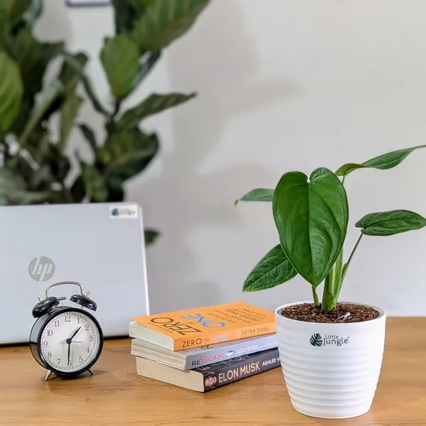 Syngonium_Chiapnese,_With_White_Decor_Plant