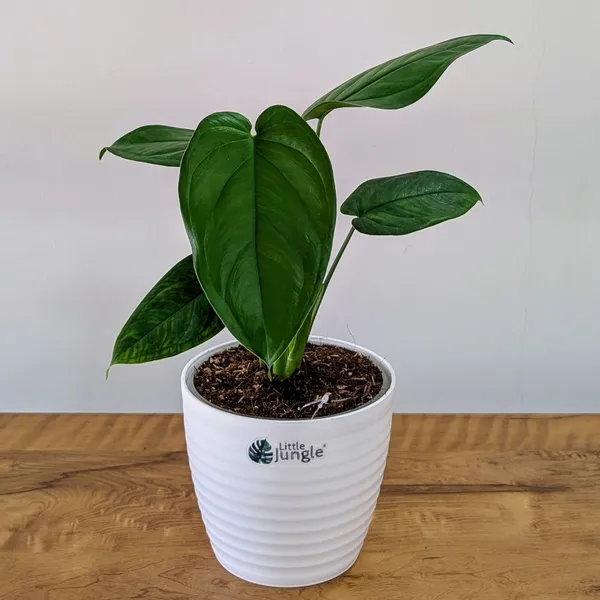 Syngonium_Chiapnese,_With_White_Decor_Plant