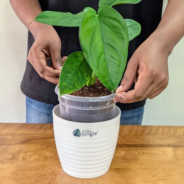 Syngonium_Chiapnese,_With_White_Decor_Plant
