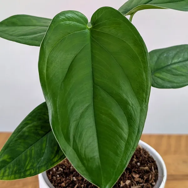 Syngonium_Chiapnese,_With_White_Decor_Plant
