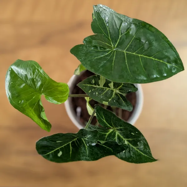 Syngonium_Panda_Galaxy_(Hybrid),_With_White_Decor_Plant