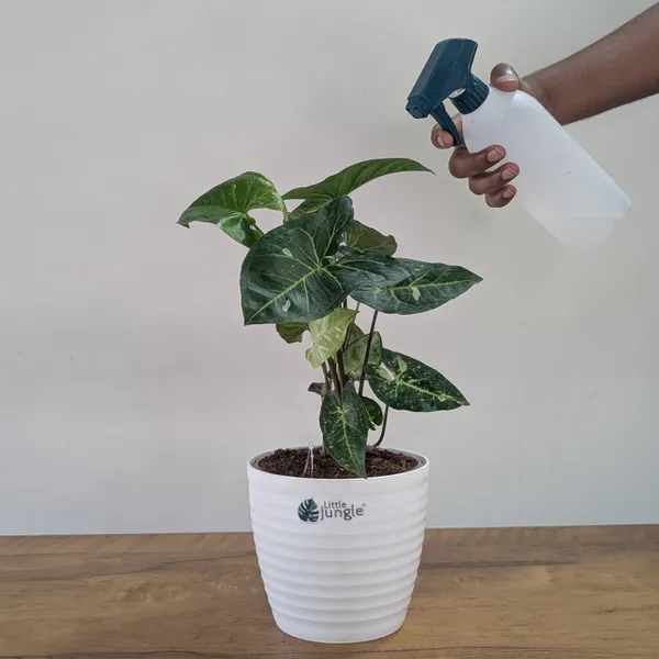 Syngonium_Panda_Galaxy_(Hybrid),_With_White_Decor_Plant