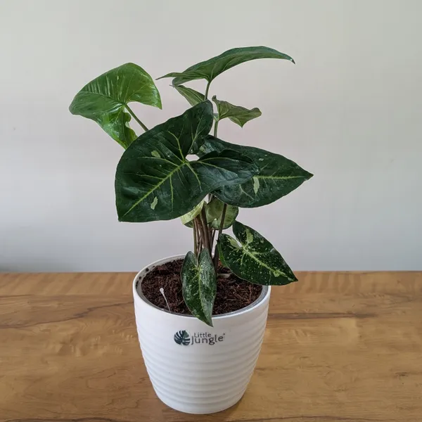 Syngonium_Panda_Galaxy_(Hybrid),_With_White_Decor_Plant