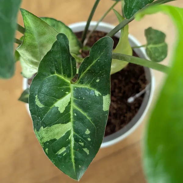 Syngonium_Panda_Galaxy_(Hybrid),_With_White_Decor_Plant