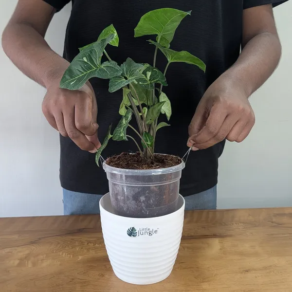 Syngonium_Panda_Galaxy_(Hybrid),_With_White_Decor_Plant