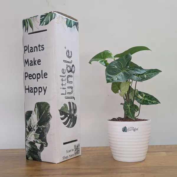 Syngonium_Panda_Galaxy_(Hybrid),_With_White_Decor_Plant