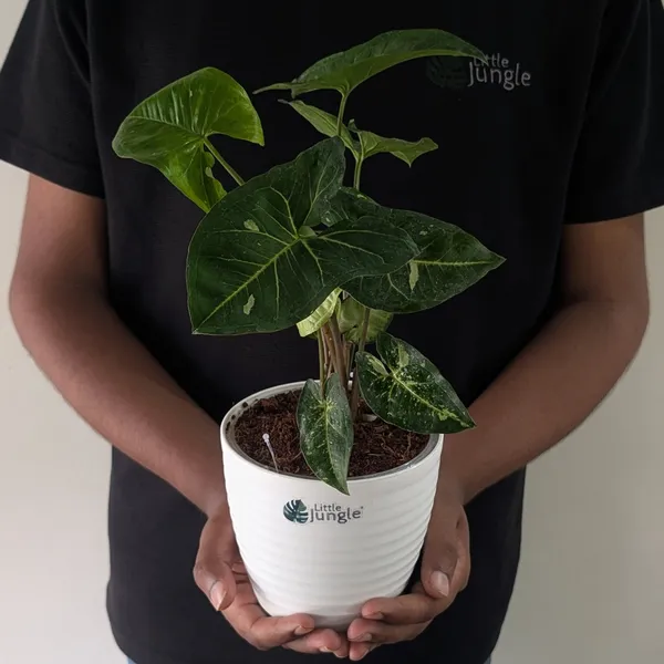 Syngonium_Panda_Galaxy_(Hybrid),_With_White_Decor_Plant