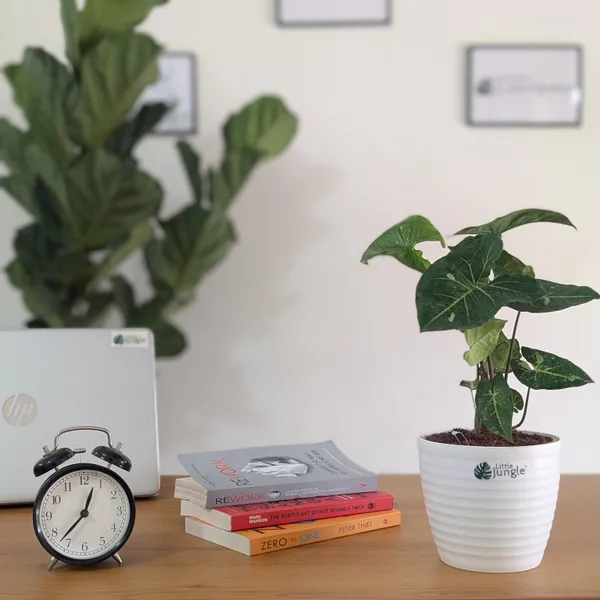 Syngonium_Panda_Galaxy_(Hybrid),_With_White_Decor_Plant