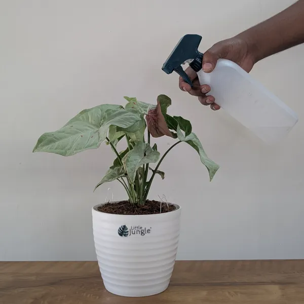 Syngonium_Milk_Confetti,_With_White_Decor_Plant