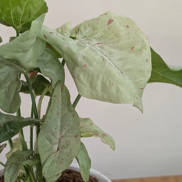 Syngonium_Milk_Confetti,_With_White_Decor_Plant