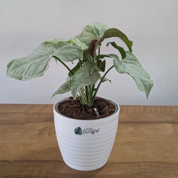 Syngonium_Milk_Confetti,_With_White_Decor_Plant