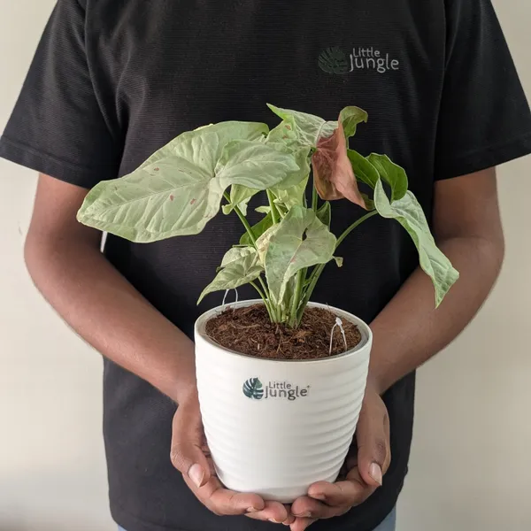 Syngonium_Milk_Confetti,_With_White_Decor_Plant
