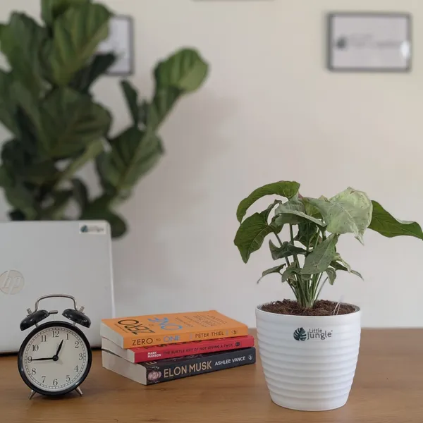 Syngonium_Milk_Confetti,_With_White_Decor_Plant