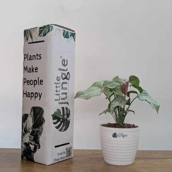 Syngonium_Milk_Confetti,_With_White_Decor_Plant
