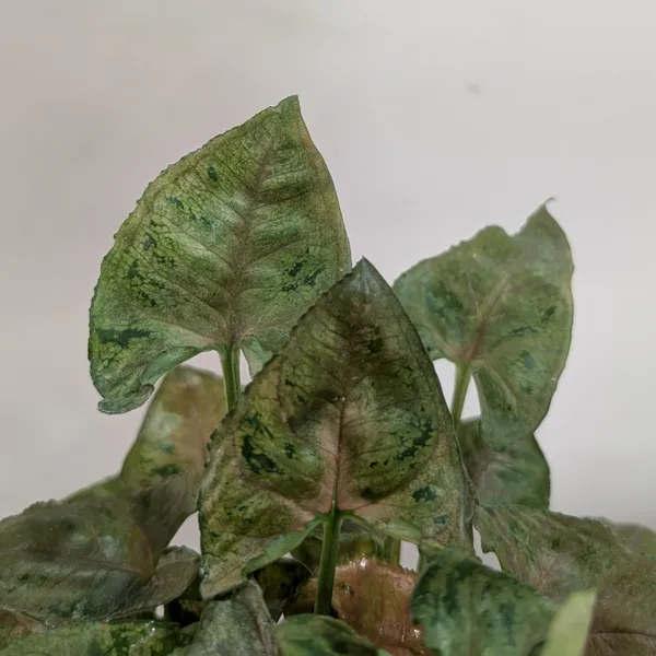 Syngonium_Mini_Allusion,_With_White_Decor_Plant