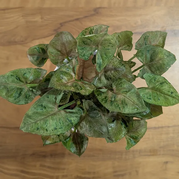Syngonium_Mini_Allusion,_With_White_Decor_Plant