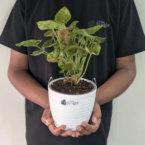 Syngonium_Mini_Allusion,_With_White_Decor_Plant
