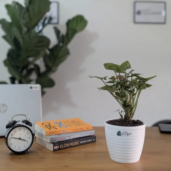 Syngonium_Mini_Allusion,_With_White_Decor_Plant