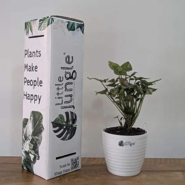 Syngonium_Mini_Allusion,_With_White_Decor_Plant