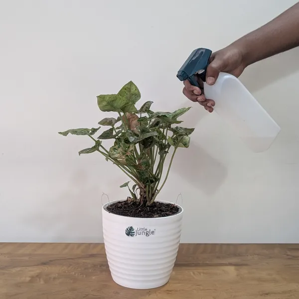 Syngonium_Mini_Allusion,_With_White_Decor_Plant