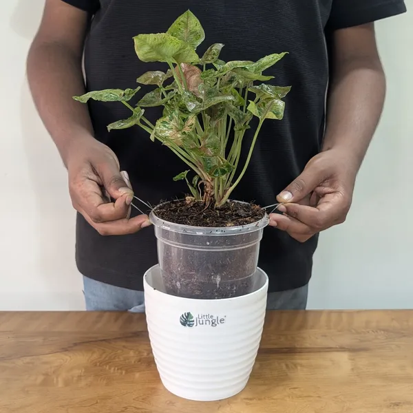 Syngonium_Mini_Allusion,_With_White_Decor_Plant
