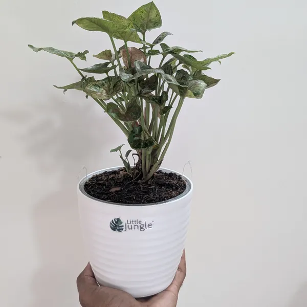 Syngonium_Mini_Allusion,_With_White_Decor_Plant