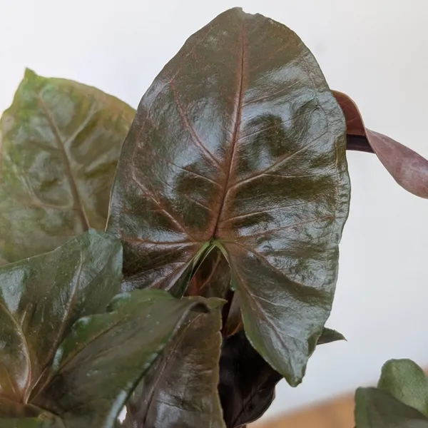 Syngonium_Red_Plum_Allusion,_With_White_Decor_Plant