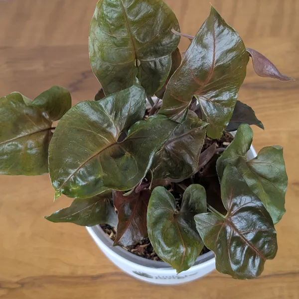 Syngonium_Red_Plum_Allusion,_With_White_Decor_Plant