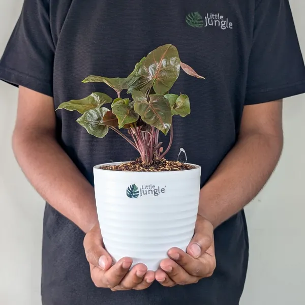 Syngonium_Red_Plum_Allusion,_With_White_Decor_Plant