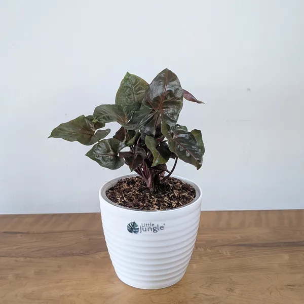 Syngonium_Red_Plum_Allusion,_With_White_Decor_Plant