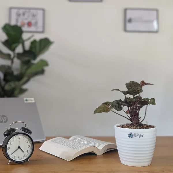 Syngonium_Red_Plum_Allusion,_With_White_Decor_Plant