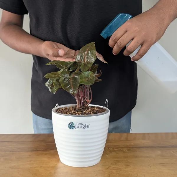 Syngonium_Red_Plum_Allusion,_With_White_Decor_Plant