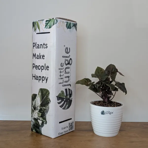 Syngonium_Red_Plum_Allusion,_With_White_Decor_Plant