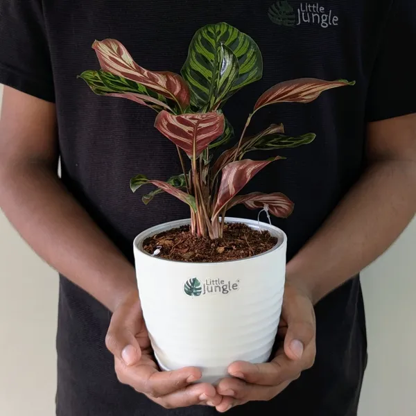 Calathea_Makoyana,_With_White_Decor_Plant