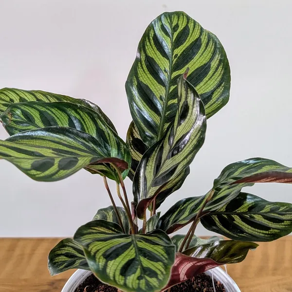 Calathea_Makoyana,_With_White_Decor_Plant