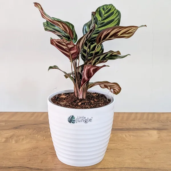 Calathea_Makoyana,_With_White_Decor_Plant