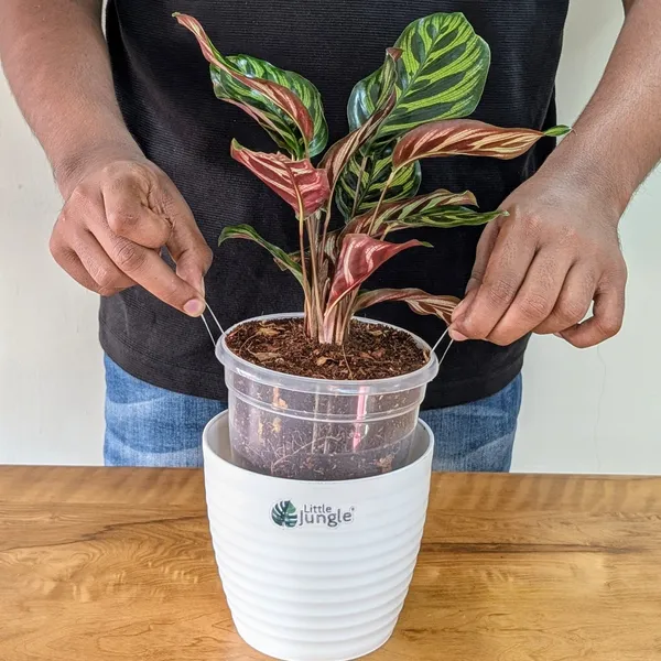 Calathea_Makoyana,_With_White_Decor_Plant