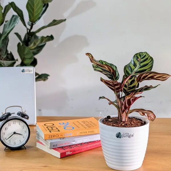Calathea_Makoyana,_With_White_Decor_Plant