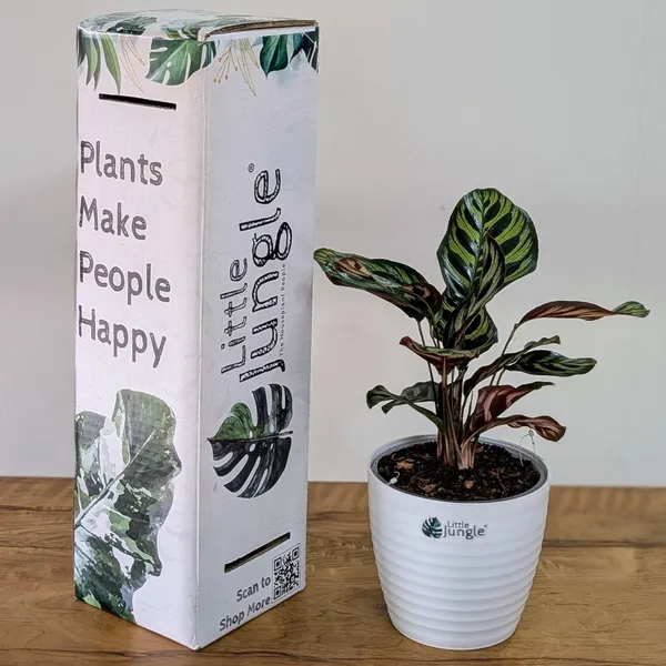 Calathea_Makoyana,_With_White_Decor_Plant