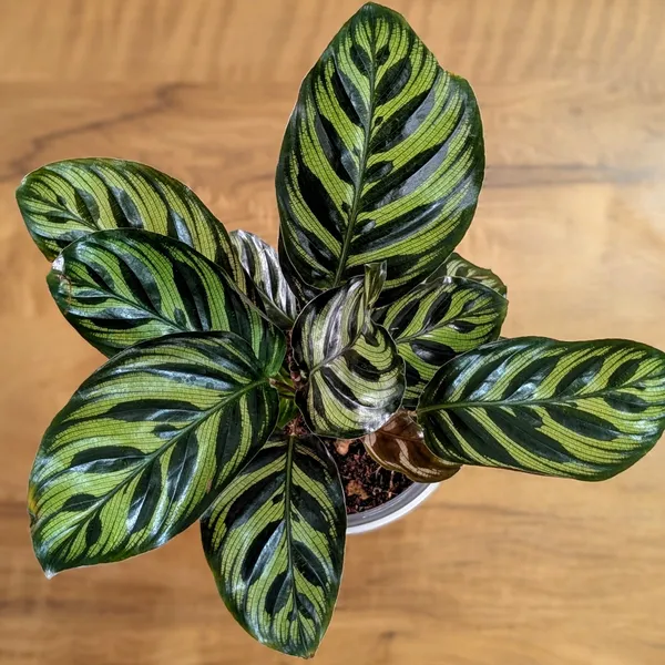 Calathea_Makoyana,_With_White_Decor_Plant