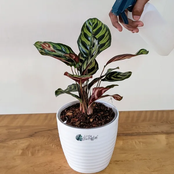 Calathea_Makoyana,_With_White_Decor_Plant