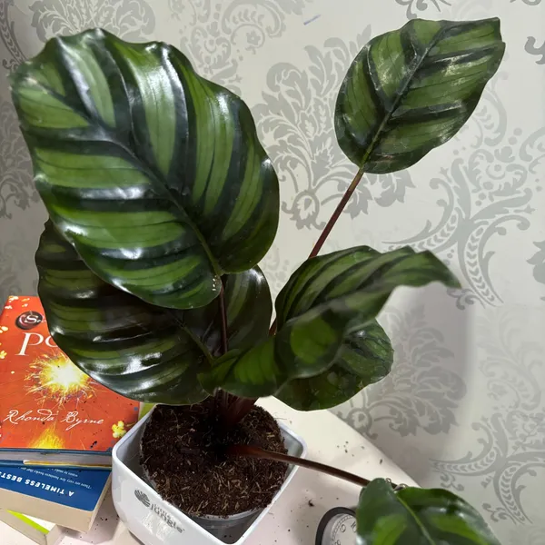 Calathea_Fasciata,_With_White_Decor_Plant