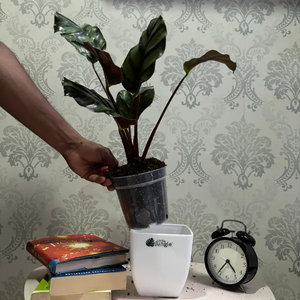 Calathea_Fasciata,_With_White_Decor_Plant