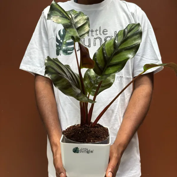 Calathea_Fasciata,_With_White_Decor_Plant