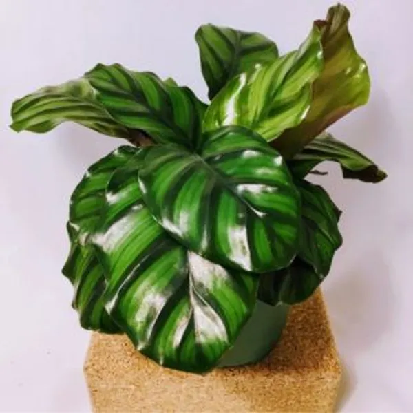 Calathea_Fasciata,_With_White_Decor_Plant