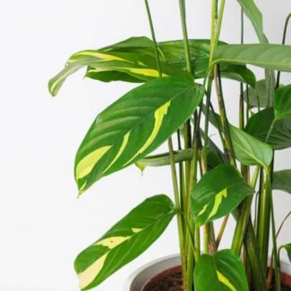 Calathea_Golden_Mosaic,_With_White_Decor_Plant