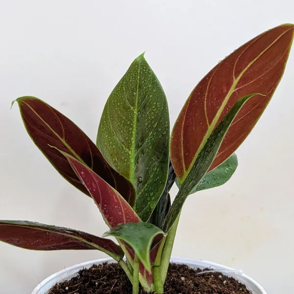 Philodendron_Subhastatum,_With_White_Decor_Plant