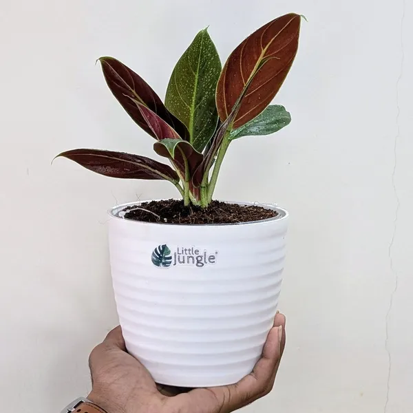 Philodendron_Subhastatum,_With_White_Decor_Plant
