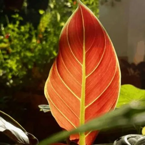 Philodendron_Subhastatum,_With_White_Decor_Plant