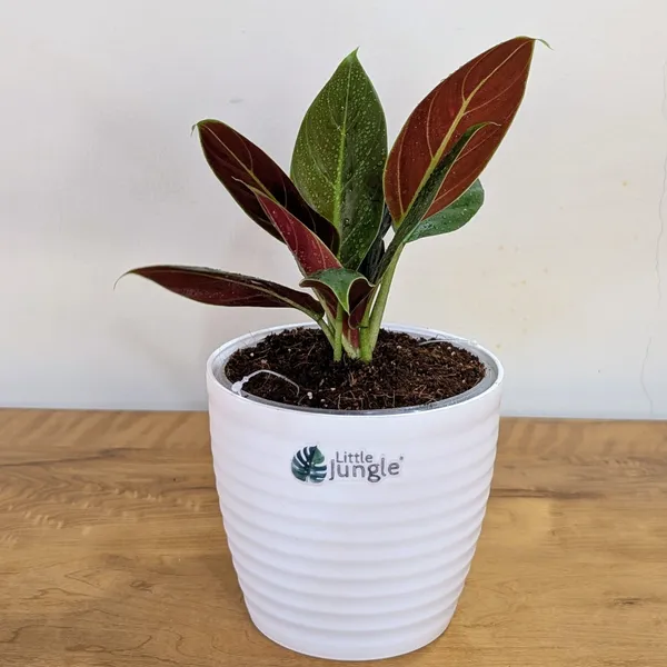 Philodendron_Subhastatum,_With_White_Decor_Plant